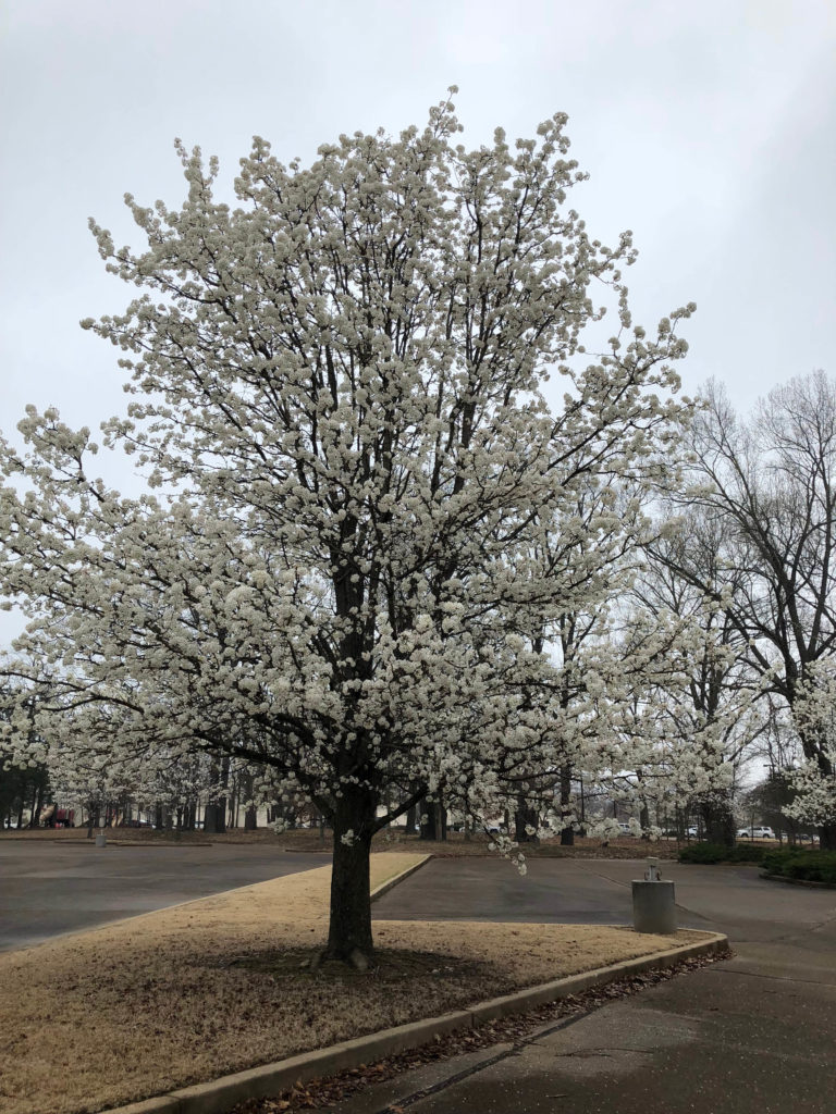 Jim West Central Church Collierville, TN Trees Blooming