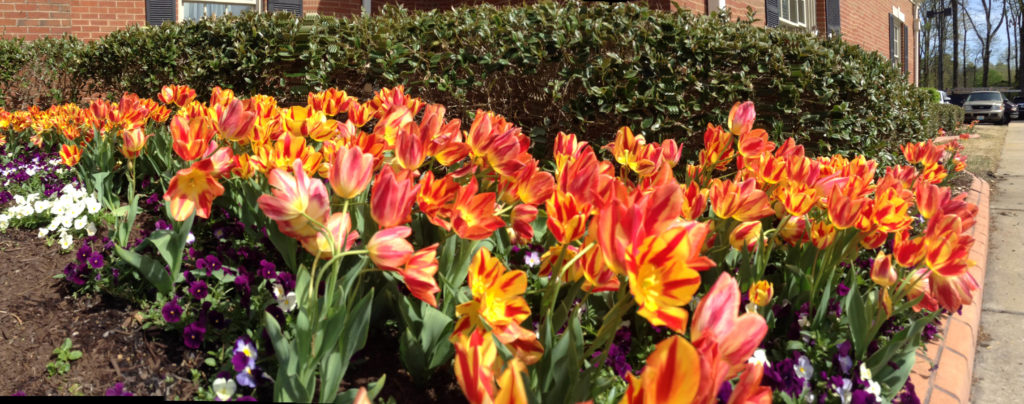 jim west central church collierville tn spring blooms