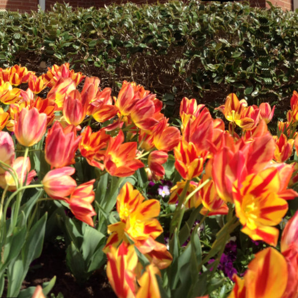 jim west central church collierville tn spring blooms